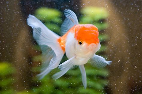 Oranda Goldfish - Tips and Characteristics