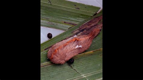 How to take the sting, rash out of caterpillar bites: FL DOH | Miami Herald