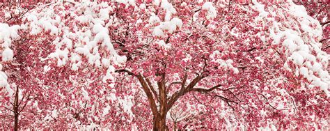 Red Cherry Blossom Tree Covered in Snow - Lewis Carlyle Photography