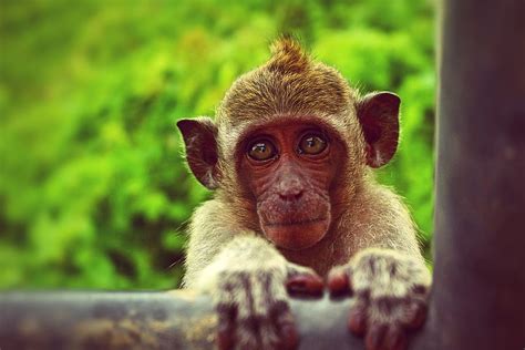 HD wallpaper: Brown Monkey Holding Black Metal Bar, animal, animal photography | Wallpaper Flare