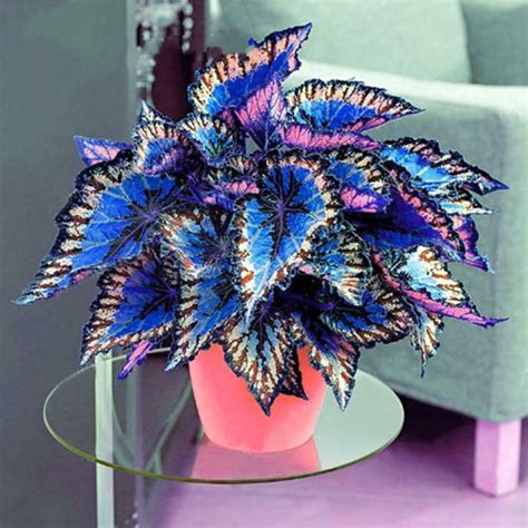 Rainbow Coleus Bonsai Flower Seeds Home Garden Plants Multi-Color | Bonsai flower, Dragon garden ...