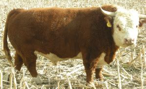 Miniature Hereford | The Beef Site