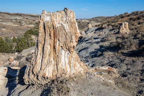 How to Hike the Petrified Forest Trail in Theodore Roosevelt National ...