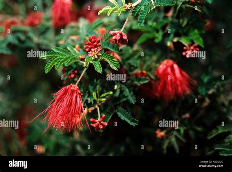 Baja Fairy Duster Calliandra californica Tucson Arizona USA Stock Photo - Alamy