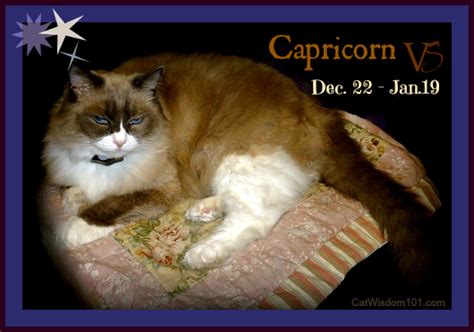 tard-cat-grumpy-cat-capricorn | Cat Wisdom 101