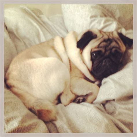 Sleepy pug | Pugs, Sleepy