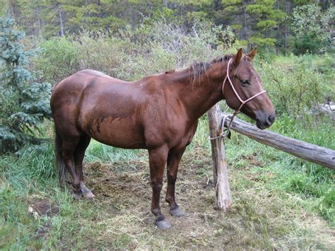 Horse Problem: Bridle Lame Training Tools, Horse Training, Equestrian Lifestyle, Horse Pictures ...