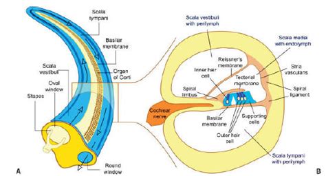 Anatomy of Cochlea