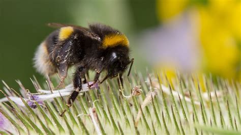 Buff-Tailed Bumblebee (Bombus Terrestris) - Bee Life