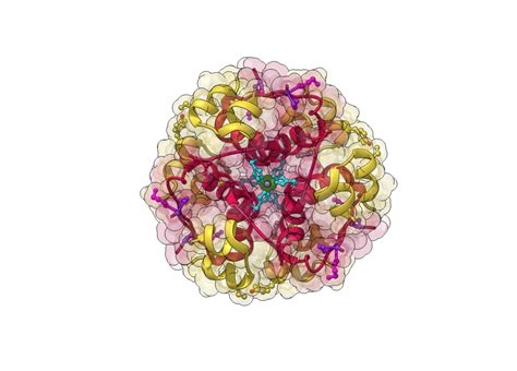 Humalog Insulin Hexamer - Biologic Models