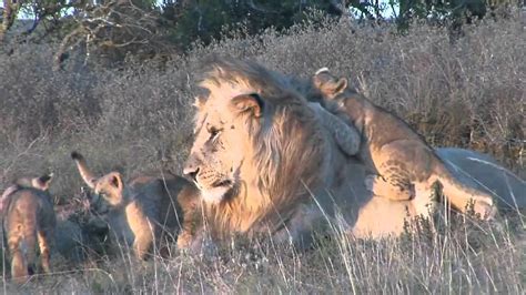 Male lion playing with cubs at Shamwari - YouTube