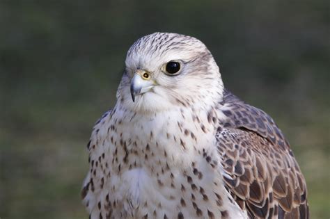 Gyrfalcon by UdoChristmann on DeviantArt