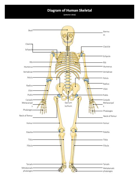 Skeleton Labeled Diagram| EdrawMax Template