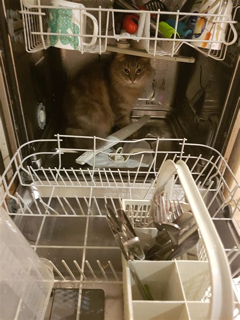 "Oh you want to clean now?" : r/aww