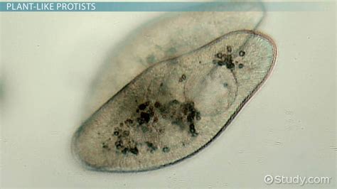 Protist Cell Microscope