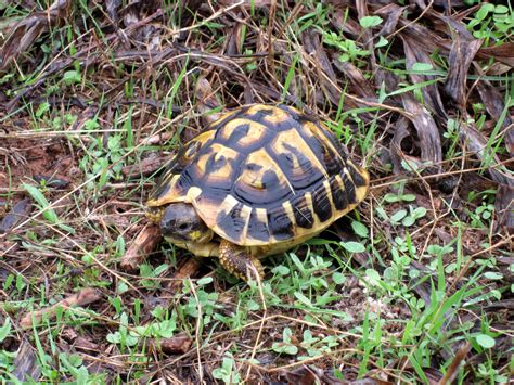 testudo hermanni hermanni - Google Search | Sköldpaddor