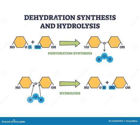 Hydrolysis Cartoons, Illustrations & Vector Stock Images - 332 Pictures to download from ...