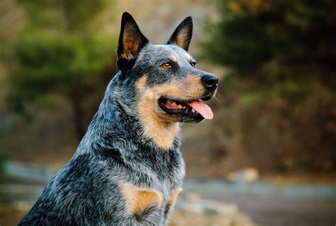 Red And Blue Heeler Mix Puppies