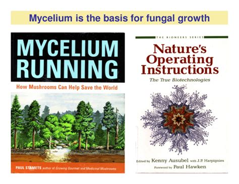 Mycelium is the basis for fungal growth