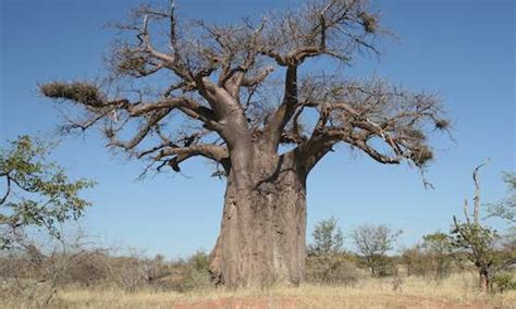 History of the Lost Civilization of Mapungubwe