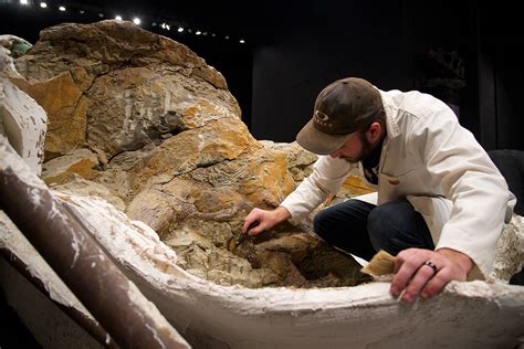 65 Million-Year-Old Triceratops Fossil Holds Key to Numerous Unanswered ...