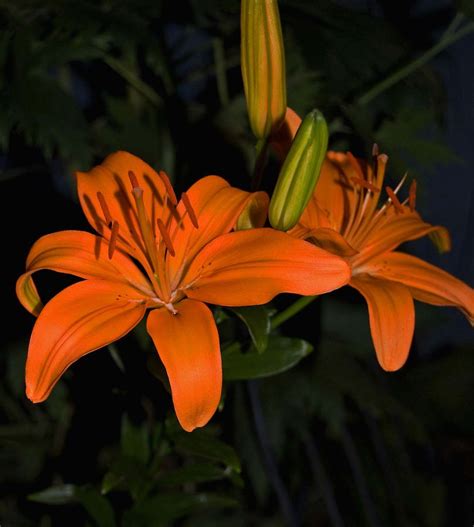 Orange Lilies