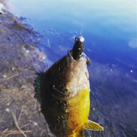 Crispy Baked Walleye - Lake Commandos