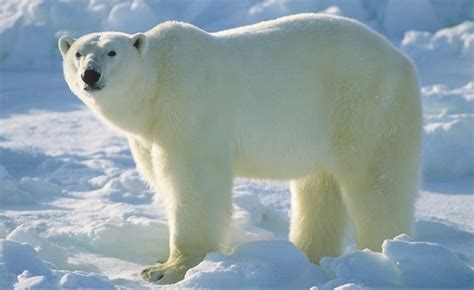 Polar Bears in the Canadian Arctic Archipelago Risk Starving to Death