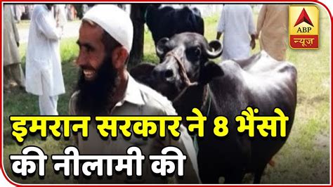 Panchnama: Pakistan Auctions Off Nawaz Sharif's Eight Buffaloes | ABP News - YouTube