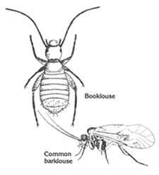 Florida 4-H Bug Club