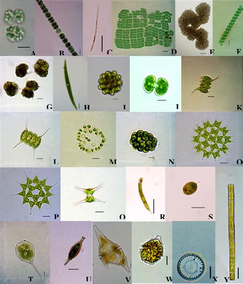 Freshwater Phytoplankton