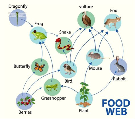 Food chain diagram concept 2088265 Vector Art at Vecteezy