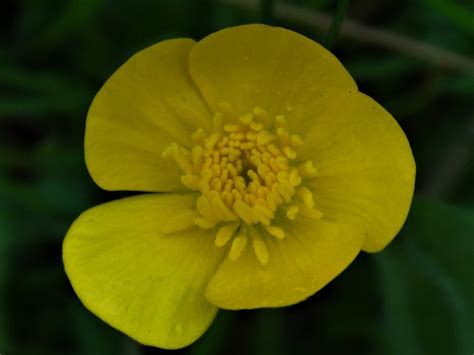 Buttercups, Ranunculus