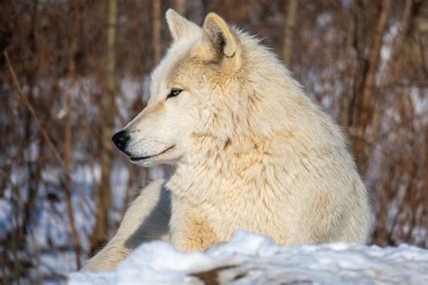 Come Visit the Wolves of Speedwell! - Wolf Sanctuary of PA