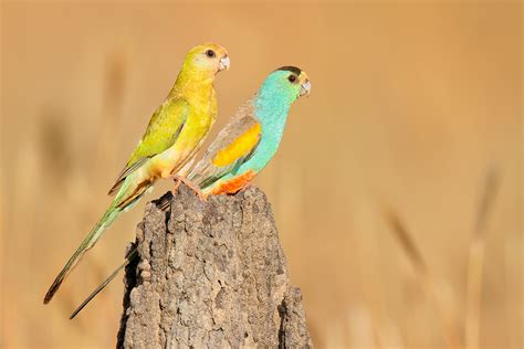 Savanna birds show surprising vulnerability to climate change — ALERT