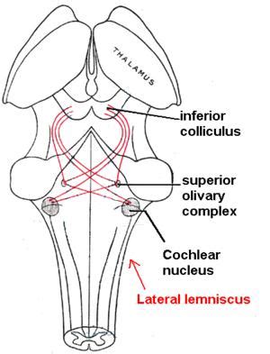 inferior colliculus