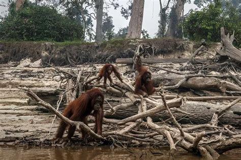 Heartbreaking images show endangered orangutans driven from homes by ...