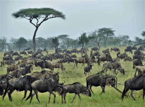 Hirono Among Senators Touring Serengeti National Park - Honolulu Civil Beat