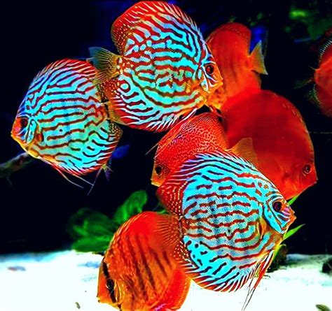 Animals | Discus fish, Tropical freshwater fish, Beautiful fish