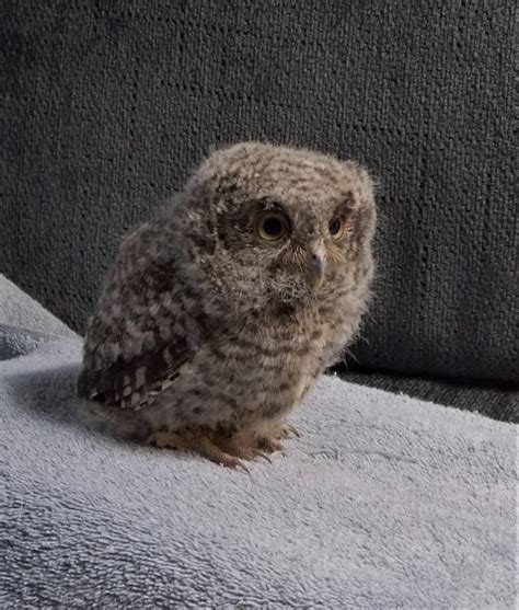 Baby Screech Owls – Rehabilitating Orphan and Injured Wildlife Since 1962