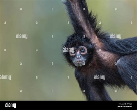 Black-headed spider monkey (Ateles fusciceps Stock Photo - Alamy