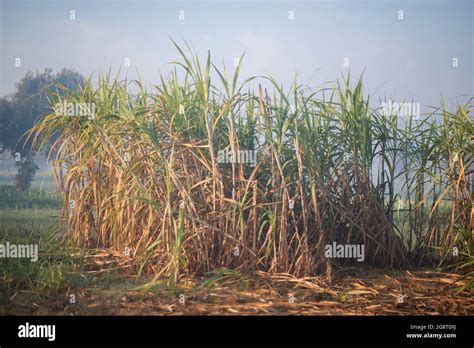 Sugarcane harvesting season, Sugarcane crop is ready to harvest Stock ...