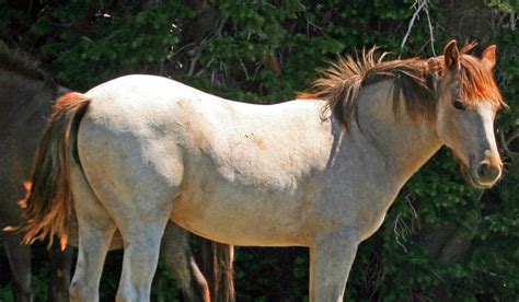 Roan Horses - Colors, Genetics & Breeds - Helpful Horse Hints