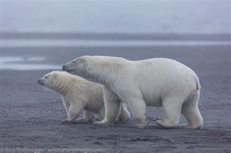 Polar Bear, Alaska | Arctic National Wildlife Refuge, Alaska. | Photos ...