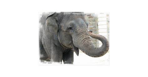 Trumpeting Elephant Postcard | Zazzle