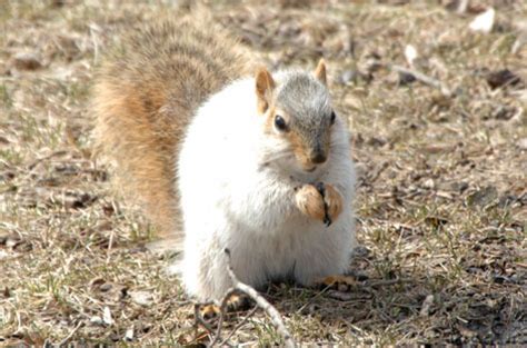 Albino Squirrel Symbolism