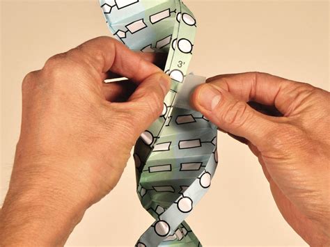 PDB-101: Learn: Paper Models: DNA