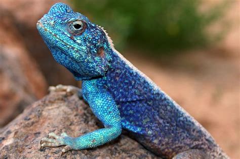 Agamid | The desert is full of loud colours :) | Axel | Flickr