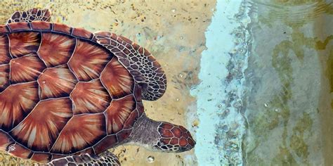 Cayman Turtle Centre, Grand Cayman, Grand Cayman, Cayman Islands - Book Tickets & Tours ...