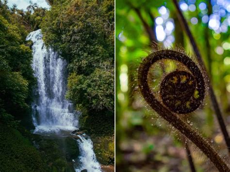 Waterfalls in Waikato That You MUST Visit • The Road Less Written